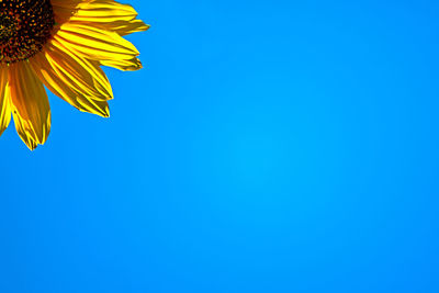 Low angle view of sunflower against blue sky