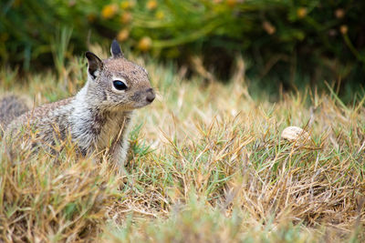 Close-up of a rabbit on field