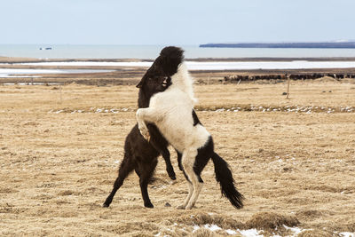 Icelandic horses fighting against each other on a meadow in spring