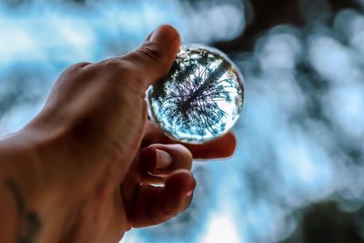 Cropped hand holding crystal ball with reflection of tree