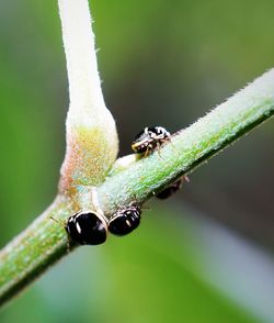 Close-up of insect on leaf