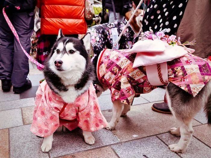 domestic animals, animal themes, pets, mammal, one animal, dog, street, togetherness, person, lifestyles, two animals, pink color, standing, men, low section, sitting, high angle view, outdoors, pet leash