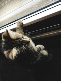 Close-up of cat relaxing on window
