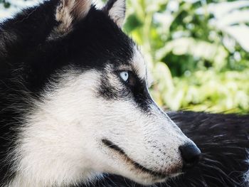 Close-up of a dog looking away