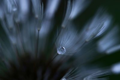 Close-up of water drops on dandelion
