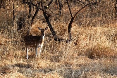 View of deer standing on field