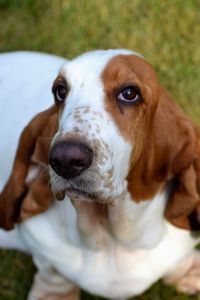 Close-up portrait of dog on field