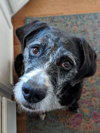 Close-up portrait of dog at home