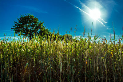 Crops growing on field against bright sun