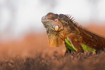 Close-up of iguana on field