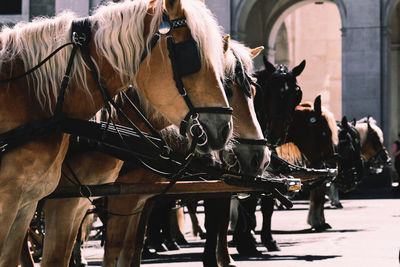 Rear view of horse standing on street