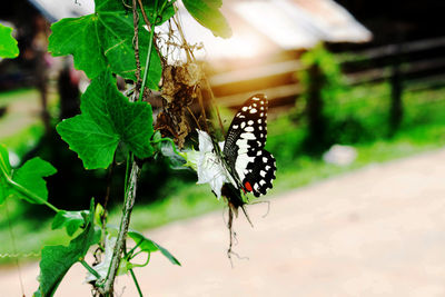 Close-up of butterfly on leaf