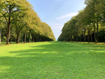 Trees on field against sky