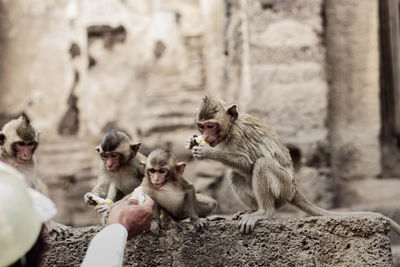 Cropped hand feeding monkeys on wall