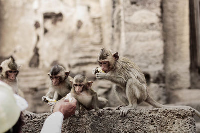 Monkeys sitting outdoors