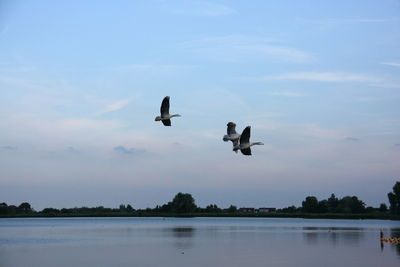 Birds flying over lake against sky