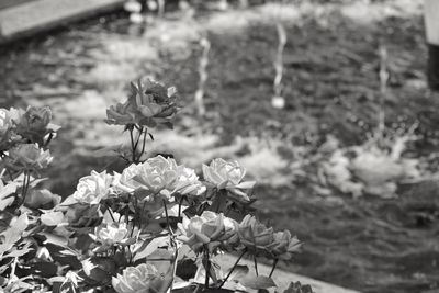 Close-up of flowers blooming outdoors