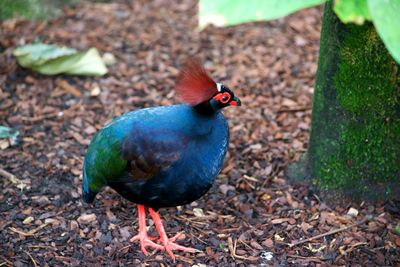 Close-up of bird perching on field