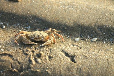 Crab on sand at beach