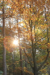 Low angle view of trees in forest against sky