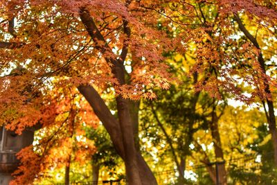 Low angle view of maple tree