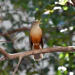 Close-up of bird perching on branch