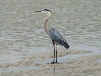 High angle view of gray heron on water