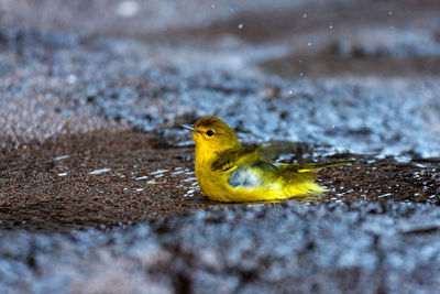 Bird takes a bath in the puddle, galapagos