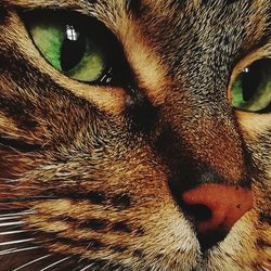 Close-up of cat