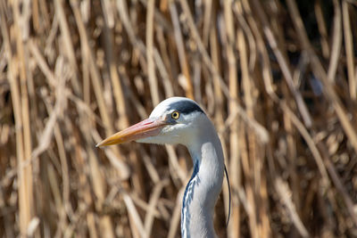 Close-up of a heron