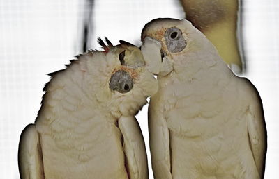 Close-up of two birds