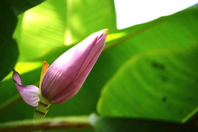 Close-up of pink water lily