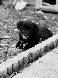 Portrait of puppy sitting outdoors