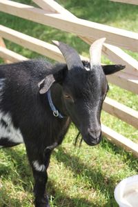 High angle view of black horse on field