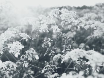 Close-up of flowers against sky