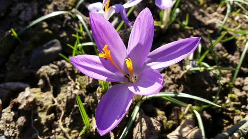 Close-up of purple flower