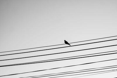 Low angle view of birds perching on cable