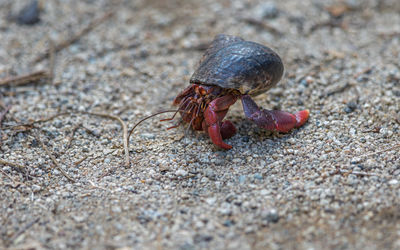 Close-up view of a hermit crab slowly making its way across the sand