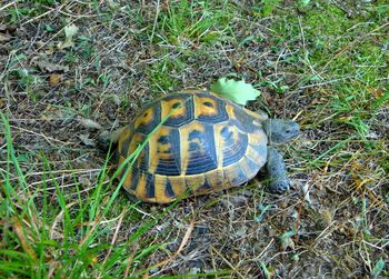 High angle view of tortoise on field