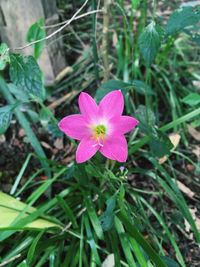 High angle view of pink flower blooming on field