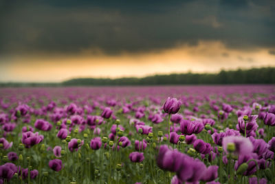 Purple flowering plants on field