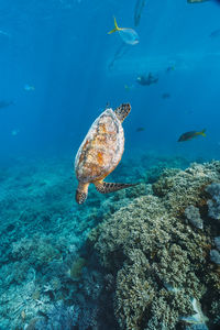 High angle view of turtle swimming in sea