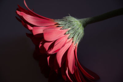 Close-up of red flower blooming against gray background