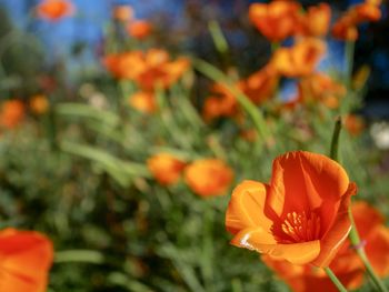 Close-up of orange flowering plant