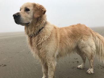 Close-up of dog standing on beach against sky