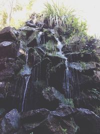 Plants growing on rocks