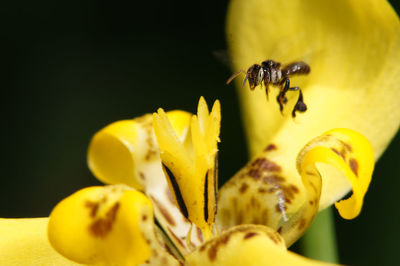 Close-up of insect pollinating on yellow flower