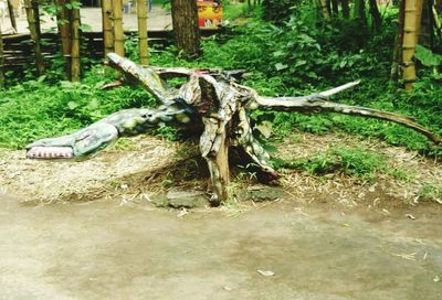 Lizard on tree trunk