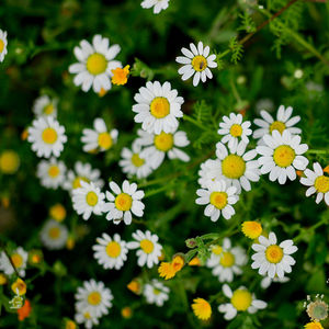 Close-up of daisy flowers