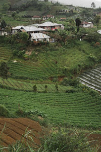 High angle view of agricultural field